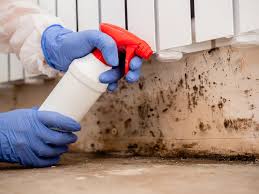 Best Mold Damage Restoration in Bushyhead, OK